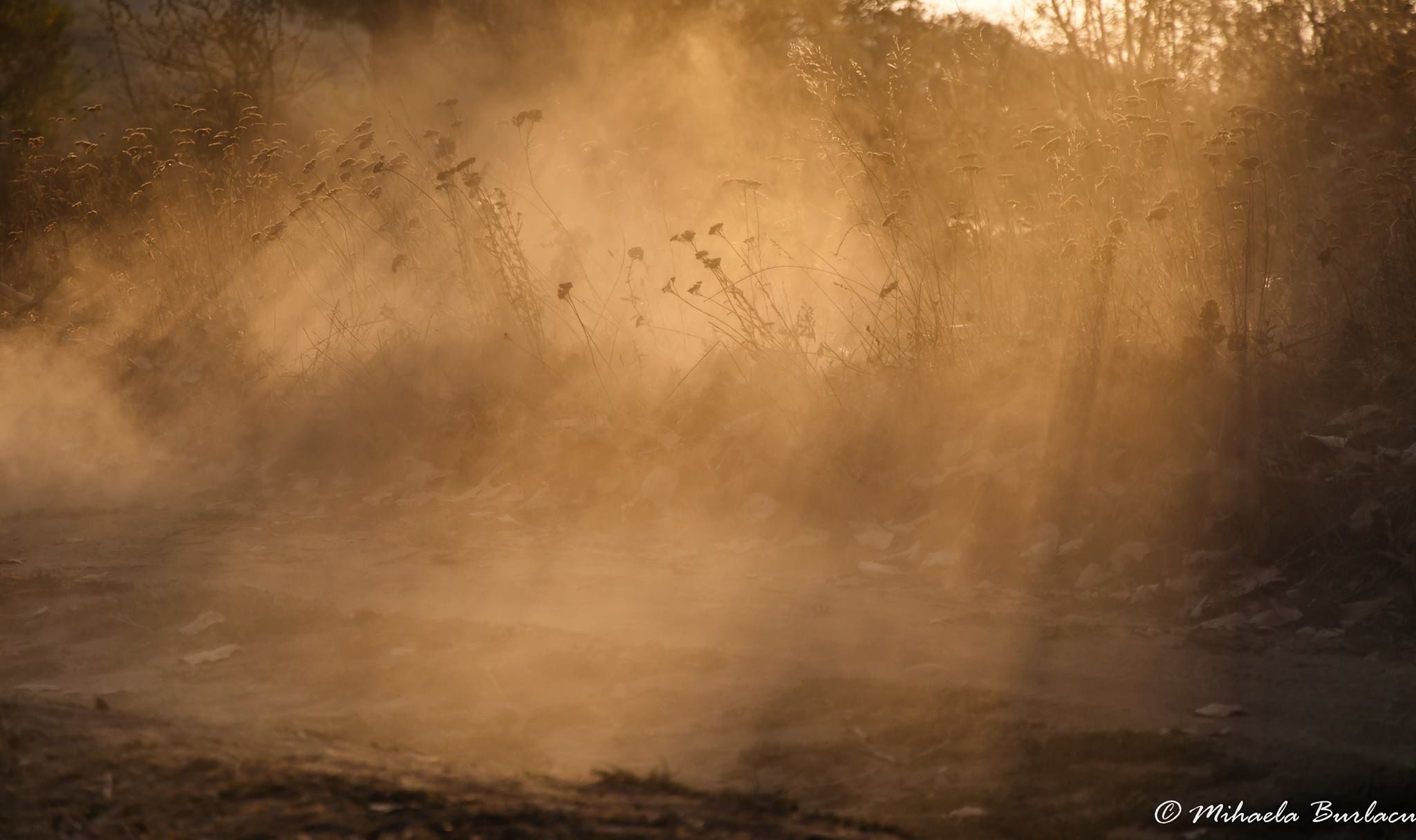 14329340_484826171714318_1109019708_o