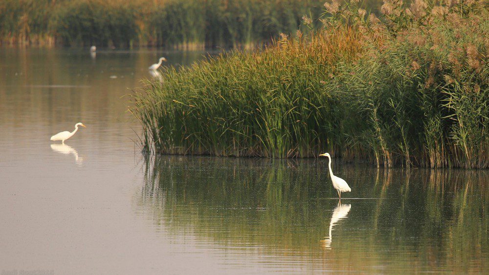 andispot2016_09_17_jijia012