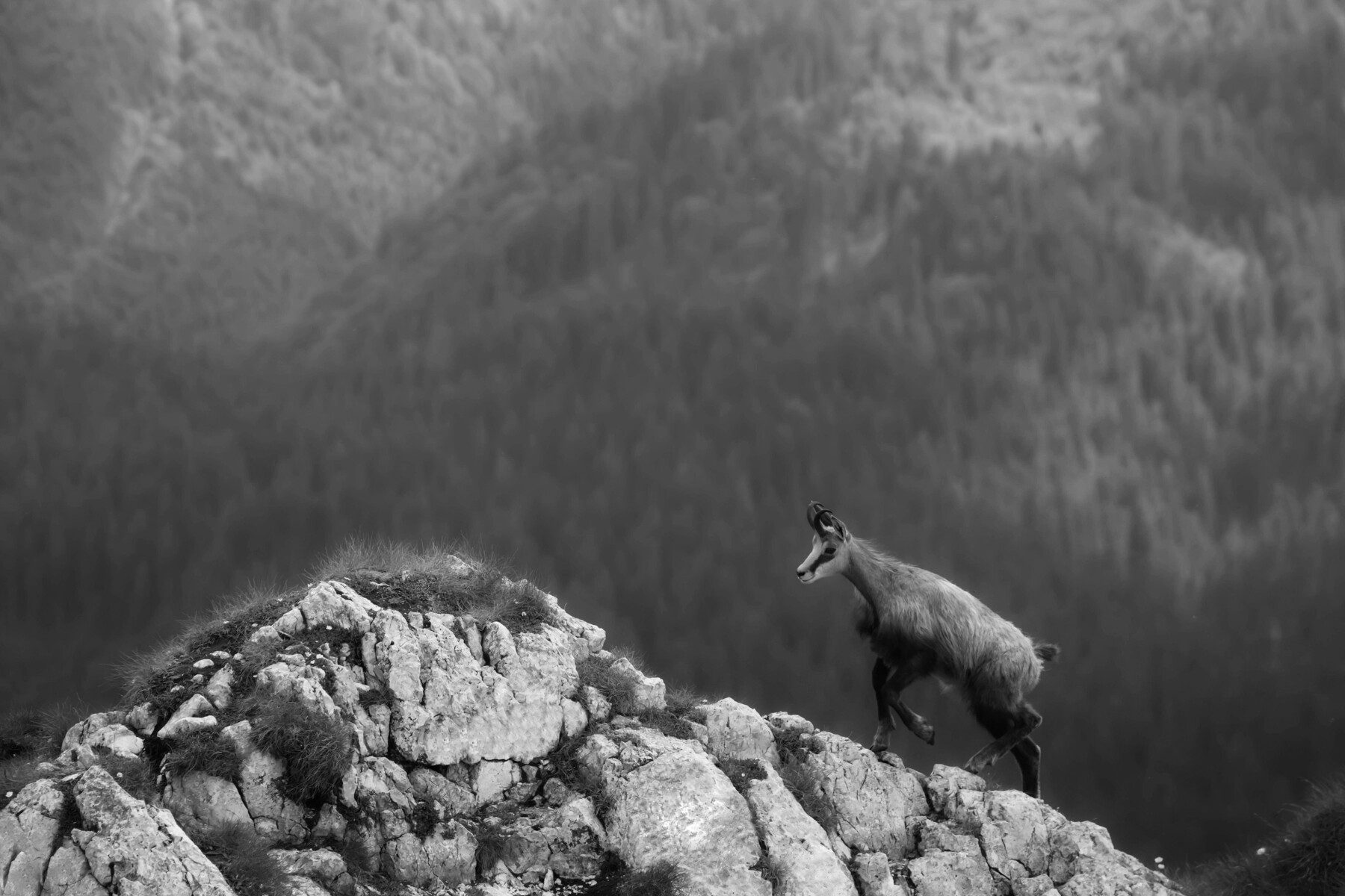 Mihaela Burlacu - Masivul Piatra Craiului